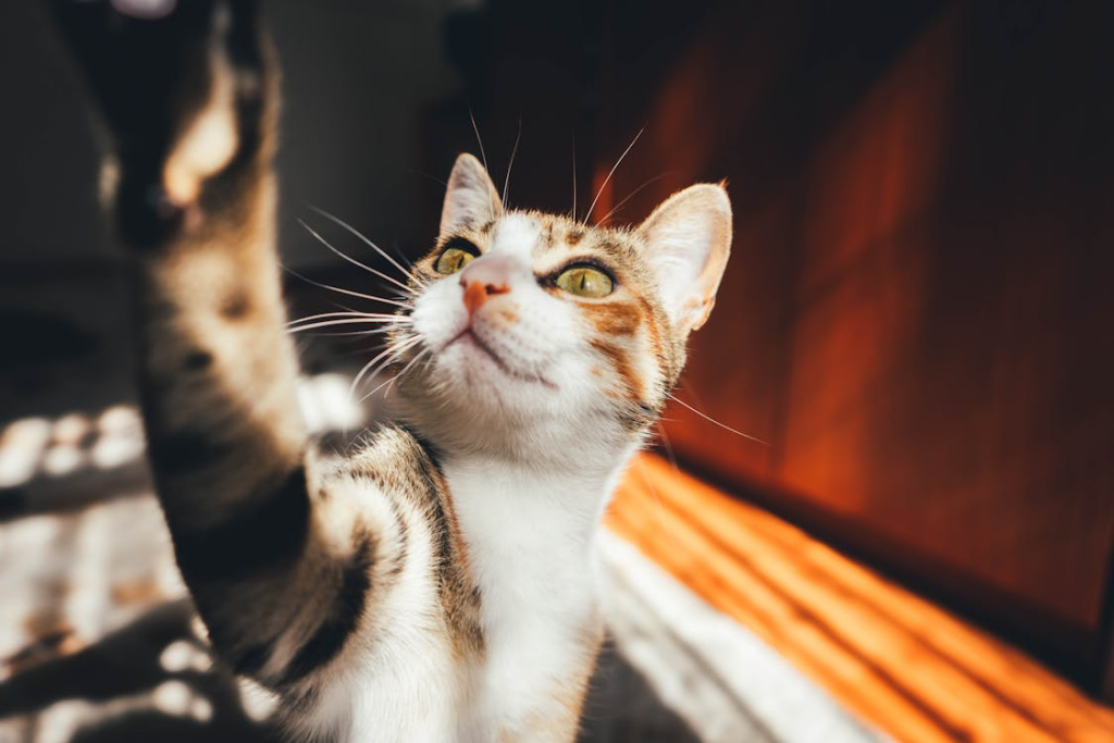 Curious cat reaching with its paw showing why cats knock things off tables.